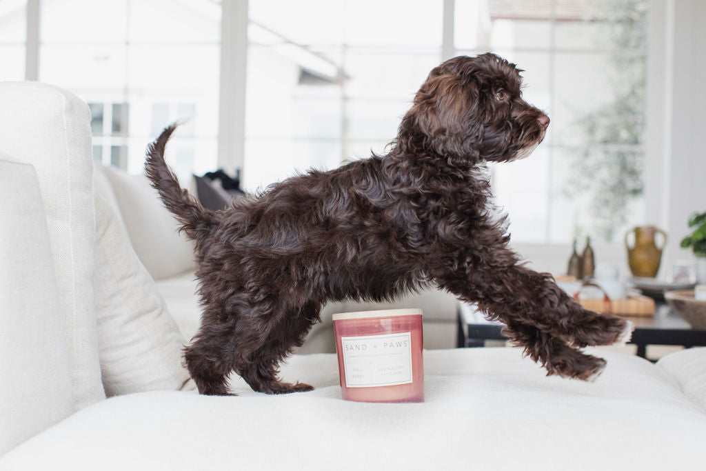 Aromatic Sand + Paws Goji Berry 21 oz scented candle
