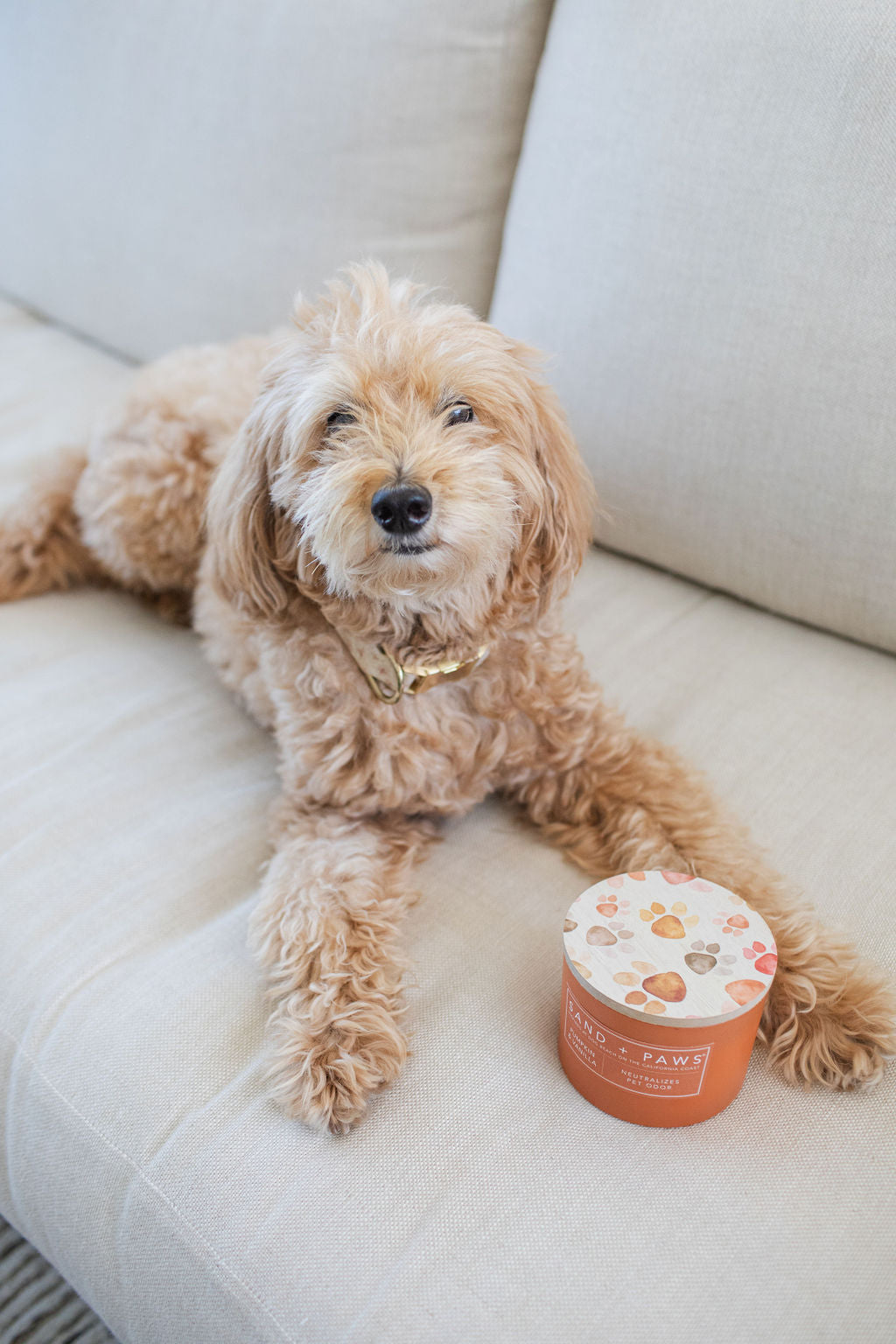 Aromatic Sand + Paws Pumpkin & Vanilla 12 oz scented candle