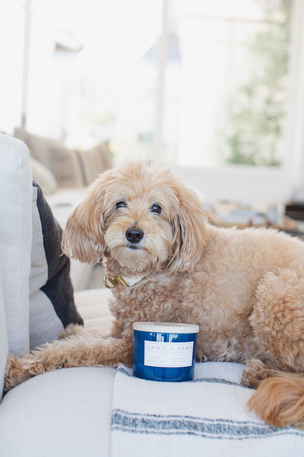 Aromatic Sand + Paws White Vanilla 12 oz scented candle