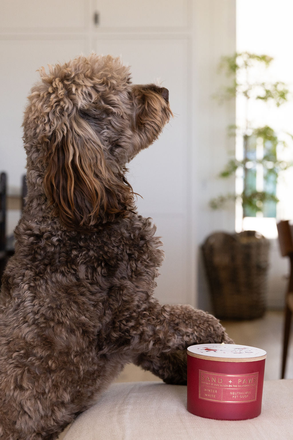 Aromatic Sand + Paws Winter White 12 oz scented candle