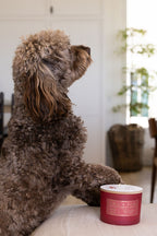 Aromatic Sand + Paws Winter White 12 oz scented candle