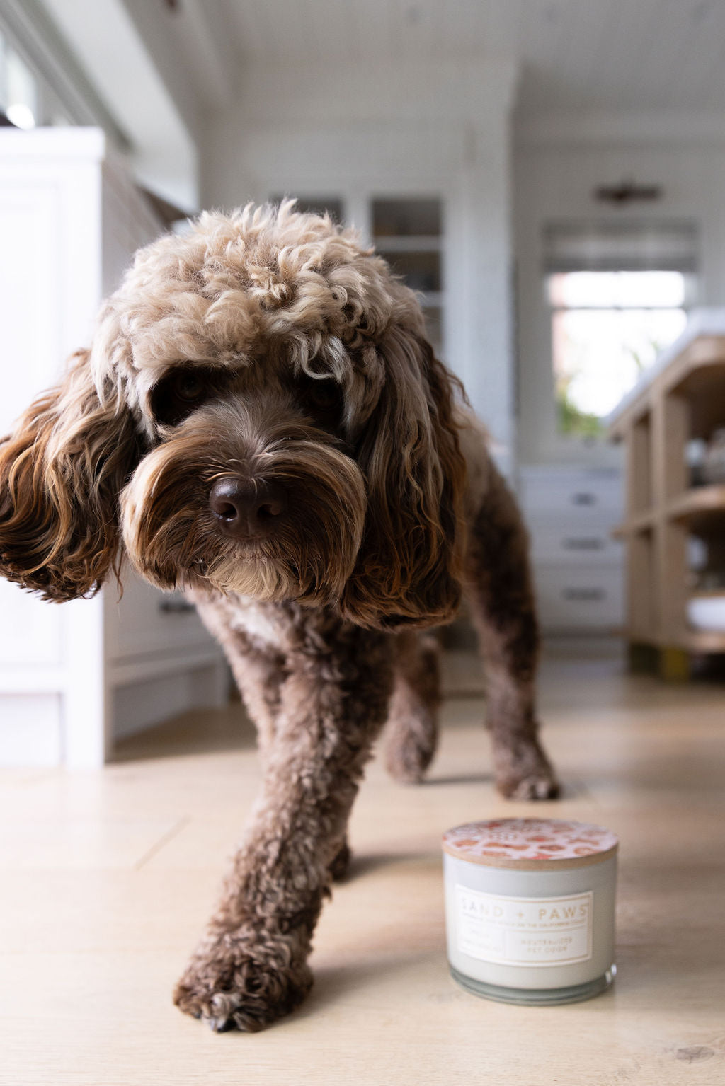 Aromatic Sand + Paws Spiced Gingerbread 12 oz scented candle