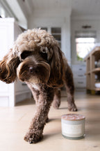Aromatic Sand + Paws Spiced Gingerbread 12 oz scented candle