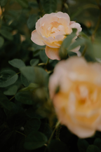 Signature Rose of Nowhere 50ml Perfume Oil Rollerball