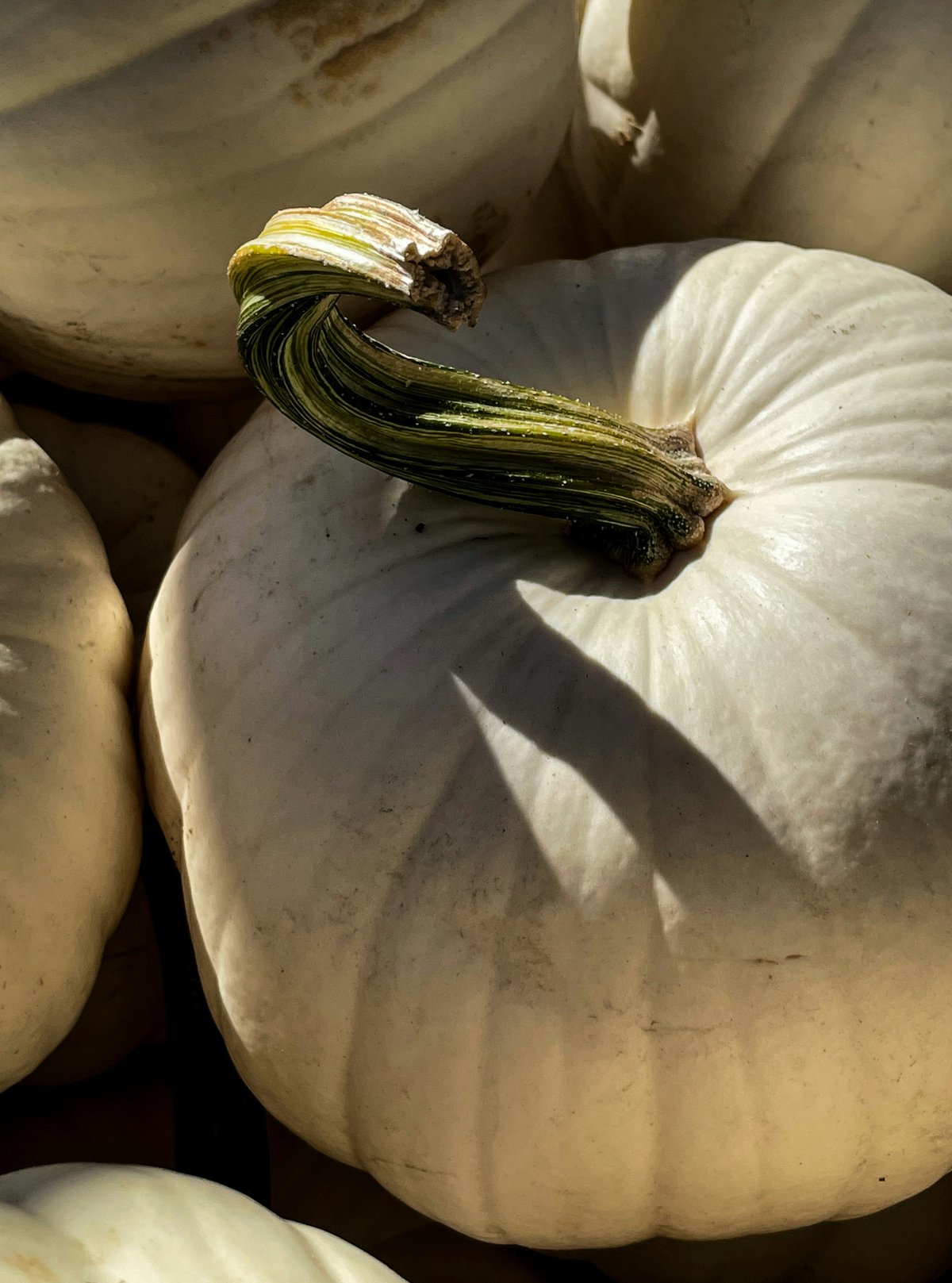 Luxury White Pumpkin 15.7 oz Liquid Hand Soap