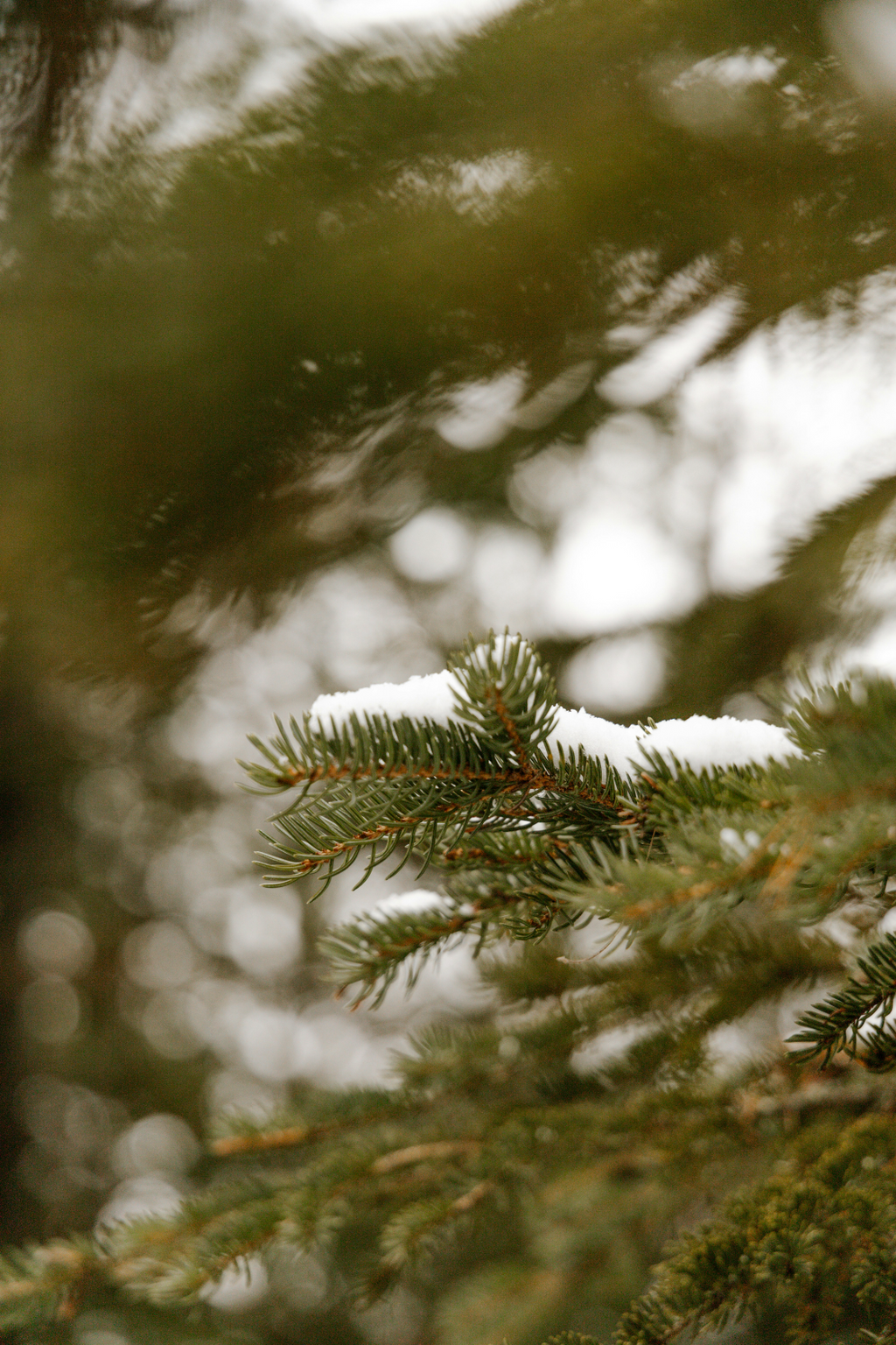Aromatic Pine & Sage 12 oz scented candle