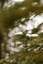 Aromatic Pine & Sage 23 oz scented candle