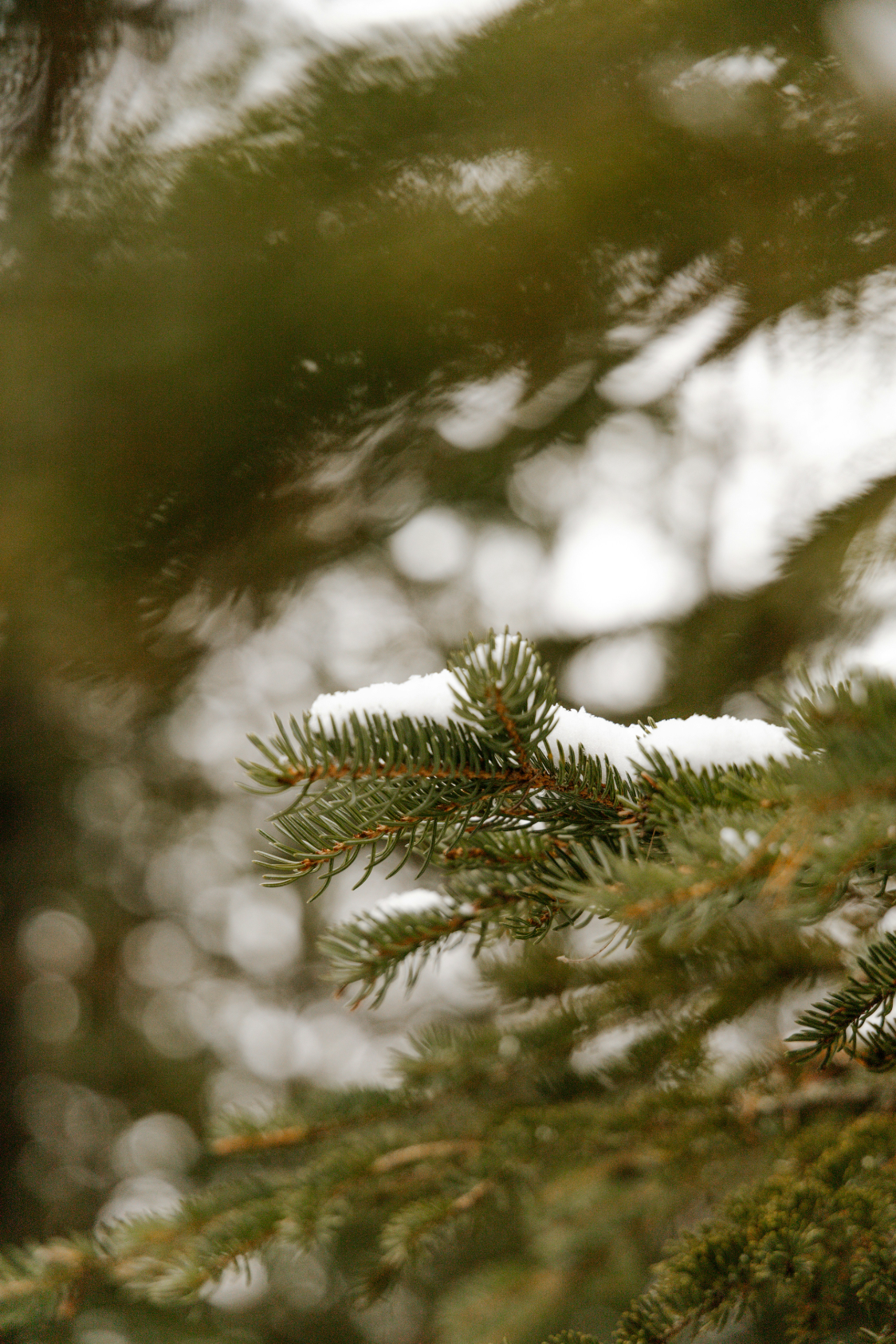 Aromatic Pine & Sage 23 oz scented candle