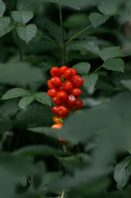 Premium Berry Currant 100 ml Reed Diffuser