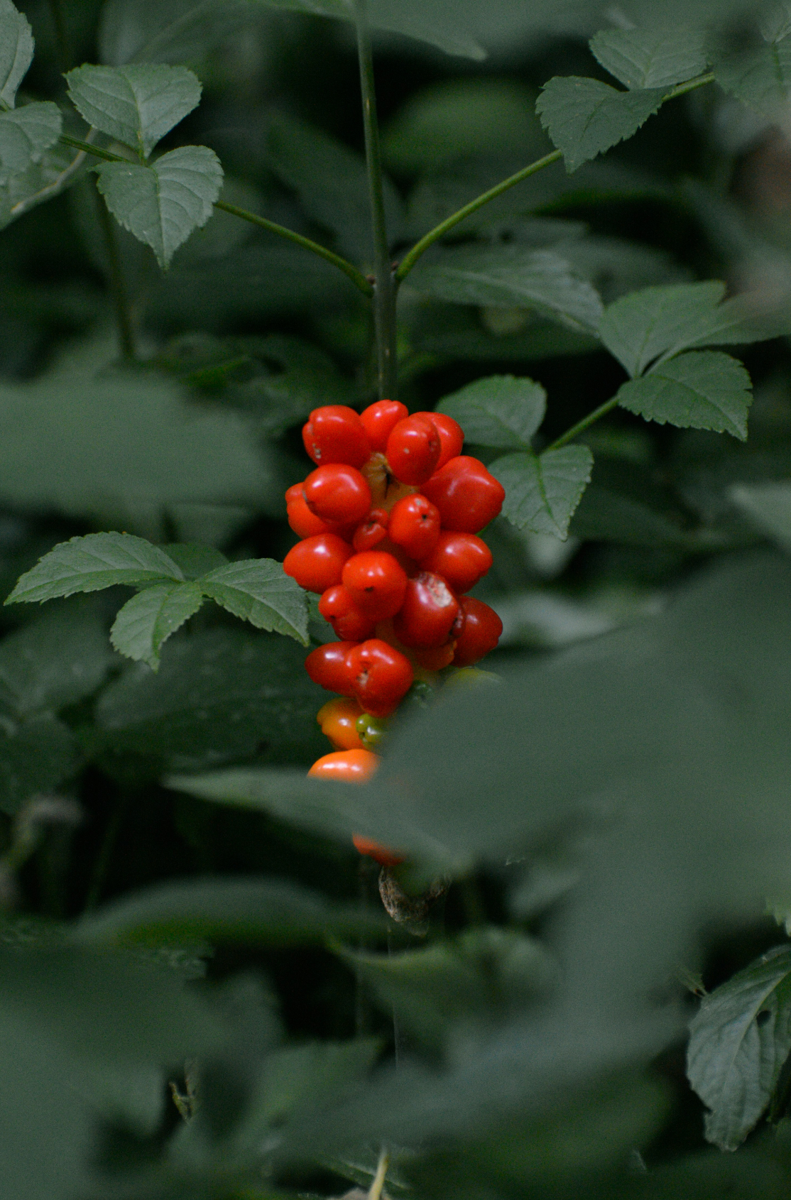 Premium Berry Currant 100 ml Reed Diffuser