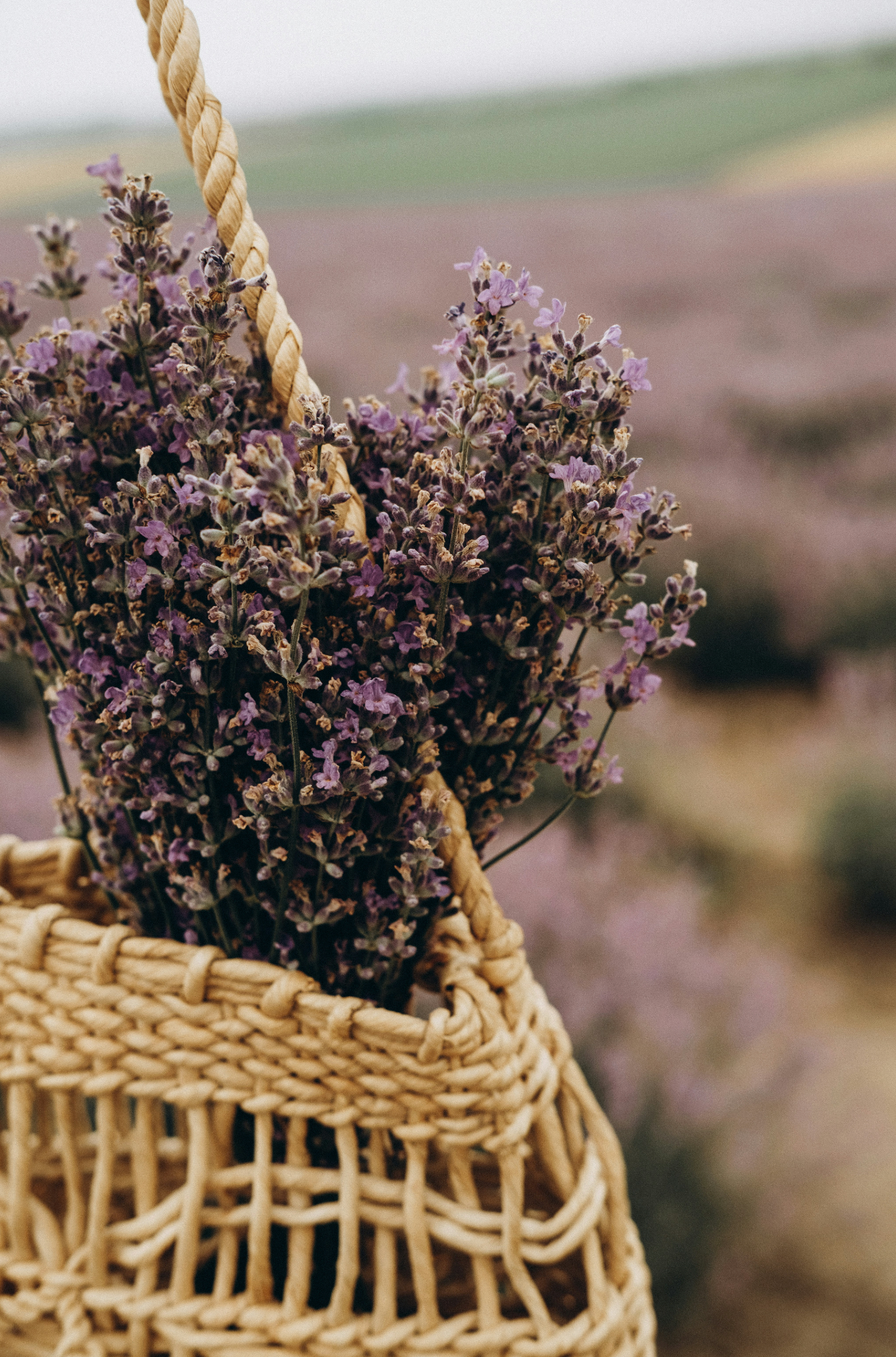 Premium Cedar & Lavender 100 ml Reed Diffuser