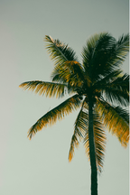 Aromatic Coconut & Palm 12 oz scented candle