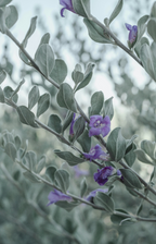 Aromatic Eucalyptus & Lavender 12 oz scented candle