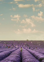Luxury French Lavender Natural Home 20 oz Liquid Hand Soap