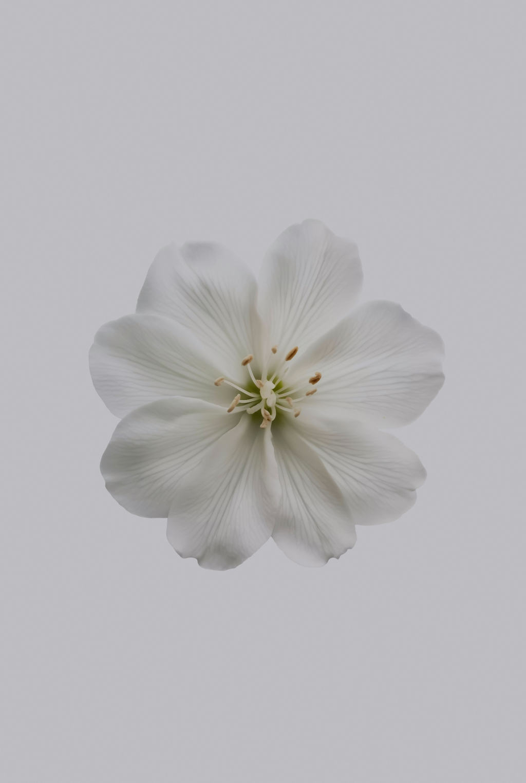 Aromatic Fresh Jasmine 12 oz scented candle