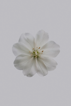 Aromatic Fresh Jasmine 12 oz scented candle