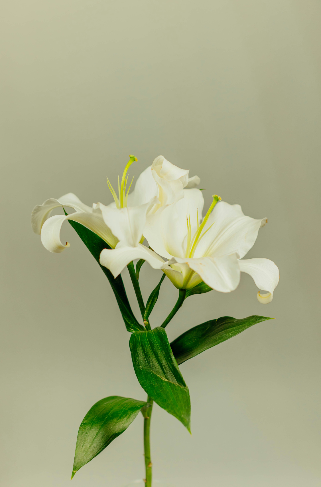 Premium Gardenia 100 ml Reed Diffuser