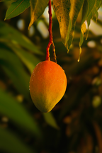 Aromatic Guava Mango 21 oz scented candle
