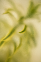 Aromatic Lemongrass 12 oz scented candle