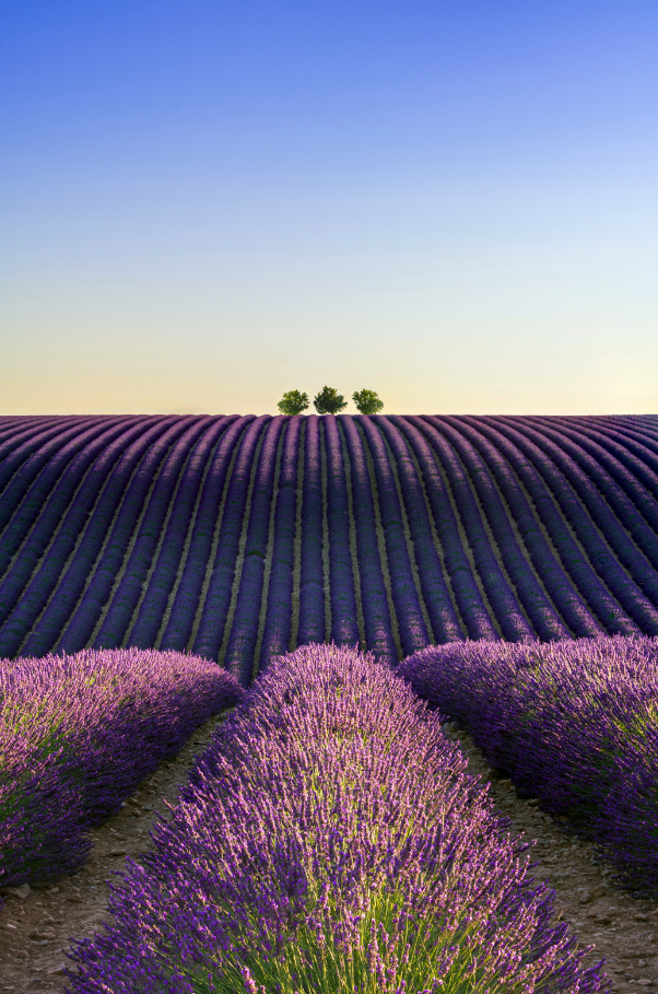Aromatic Provence Lavender & Woods 10 oz scented candle