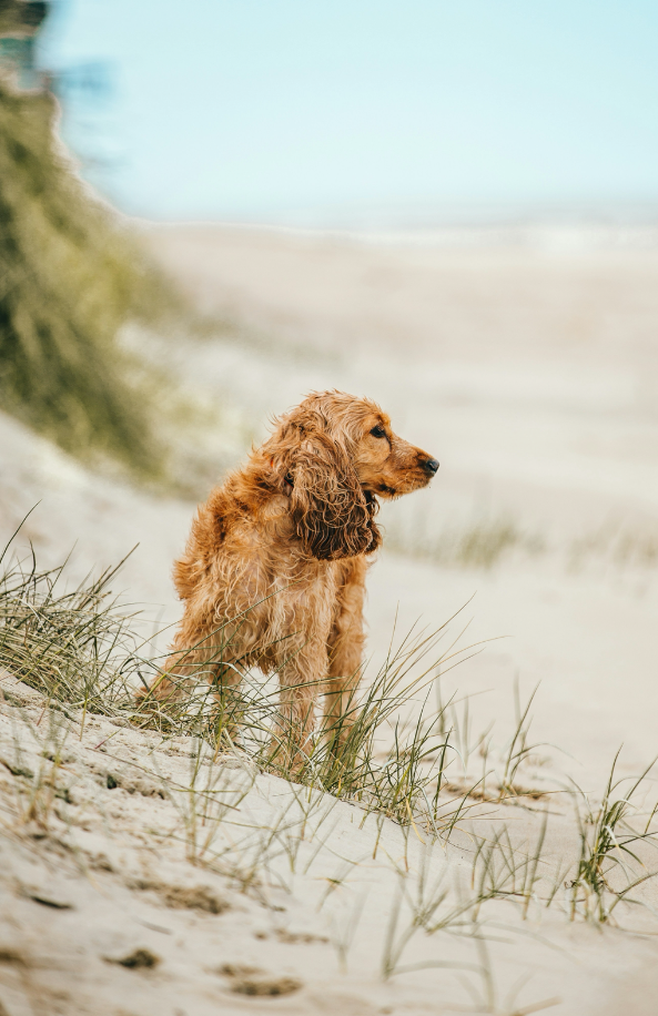 Aromatic Sand + Paws Sun-n-Fun 12 oz scented candle
