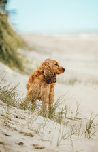 Aromatic Sand + Paws Sun-n-Fun 12 oz scented candle