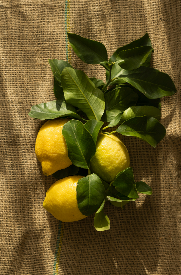 Aromatic Olive Lemon 12 oz scented candle