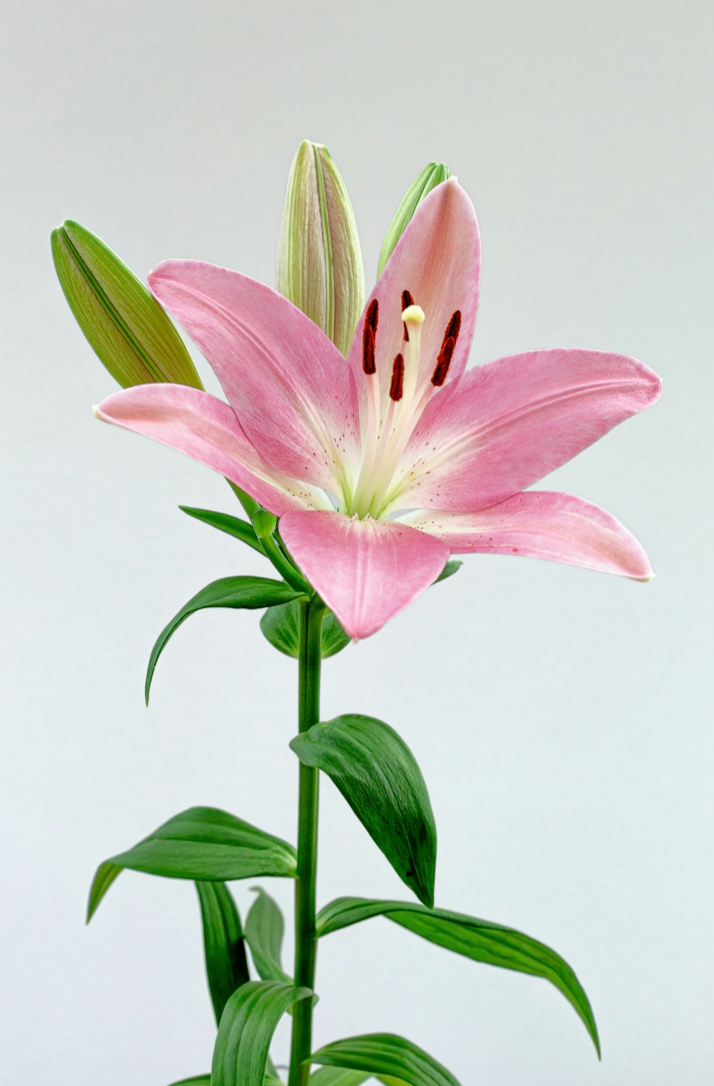 Premium Peony & Lily 100 ml Eau de Toilette