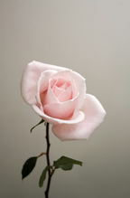Premium Sweet Rose 100 ml Eau de Toilette