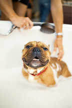 Premium Sand + Paws Pet Shampoo & Conditioner - California Beach House