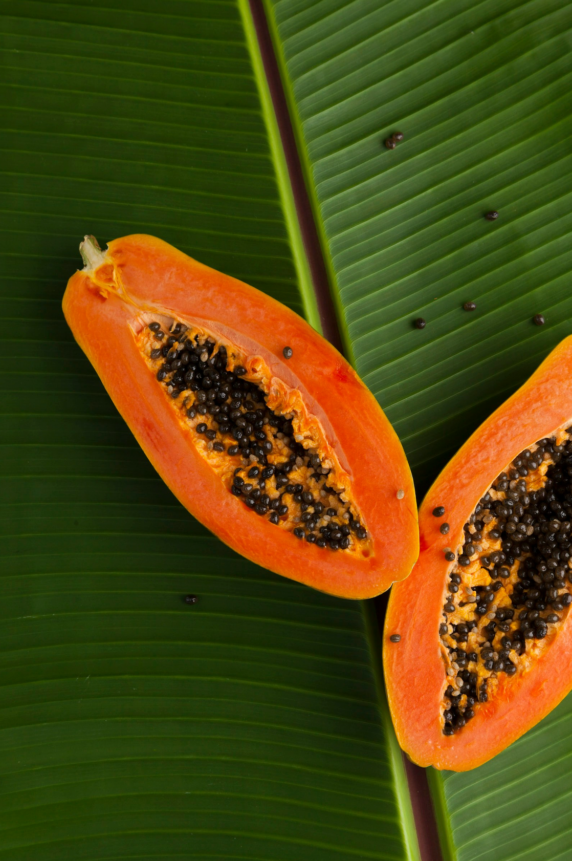 Aromatic Island Papaya 12 oz scented candle