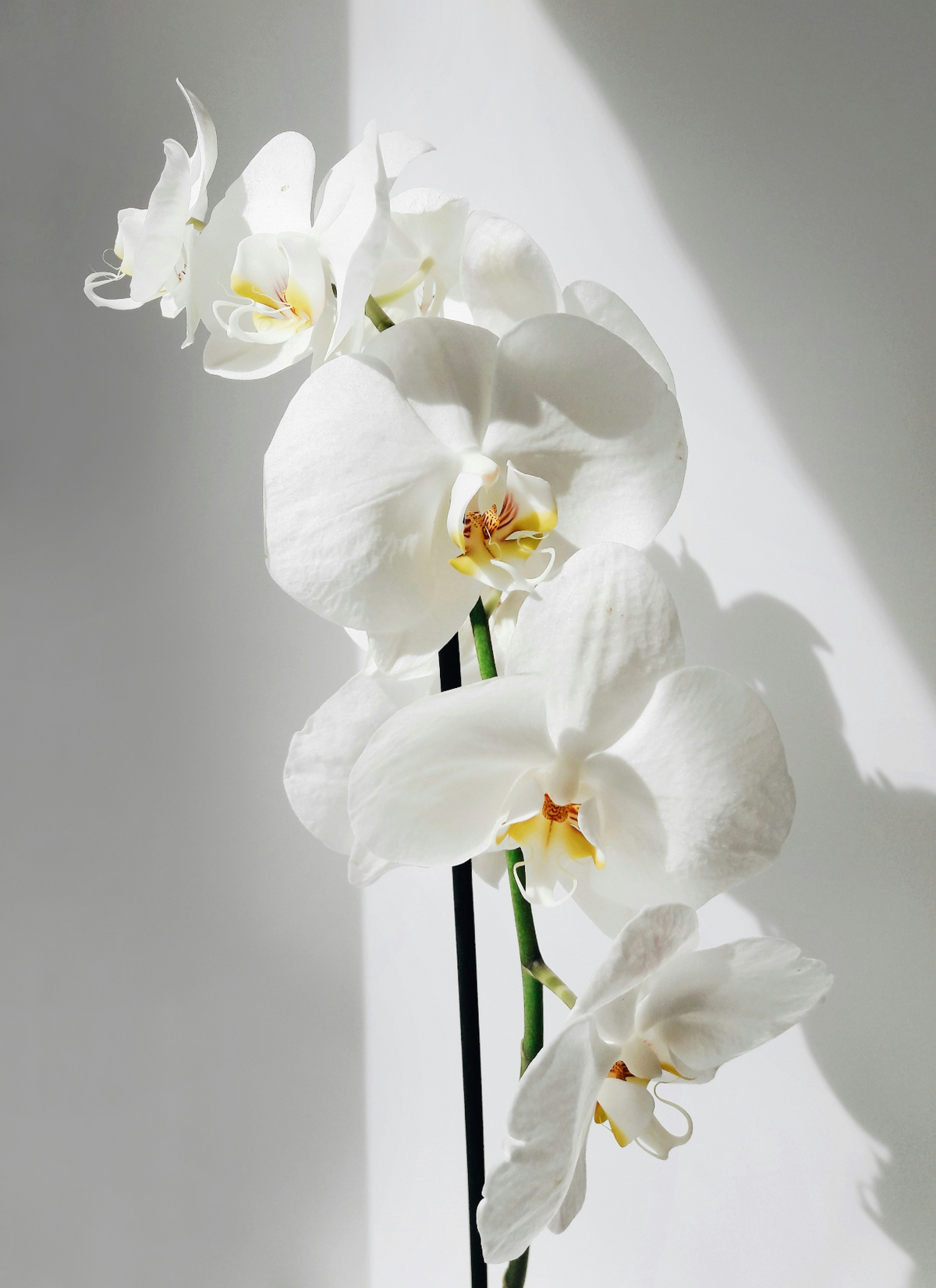 Premium Vanilla Orchid 16.9 oz Whipped Body Butter