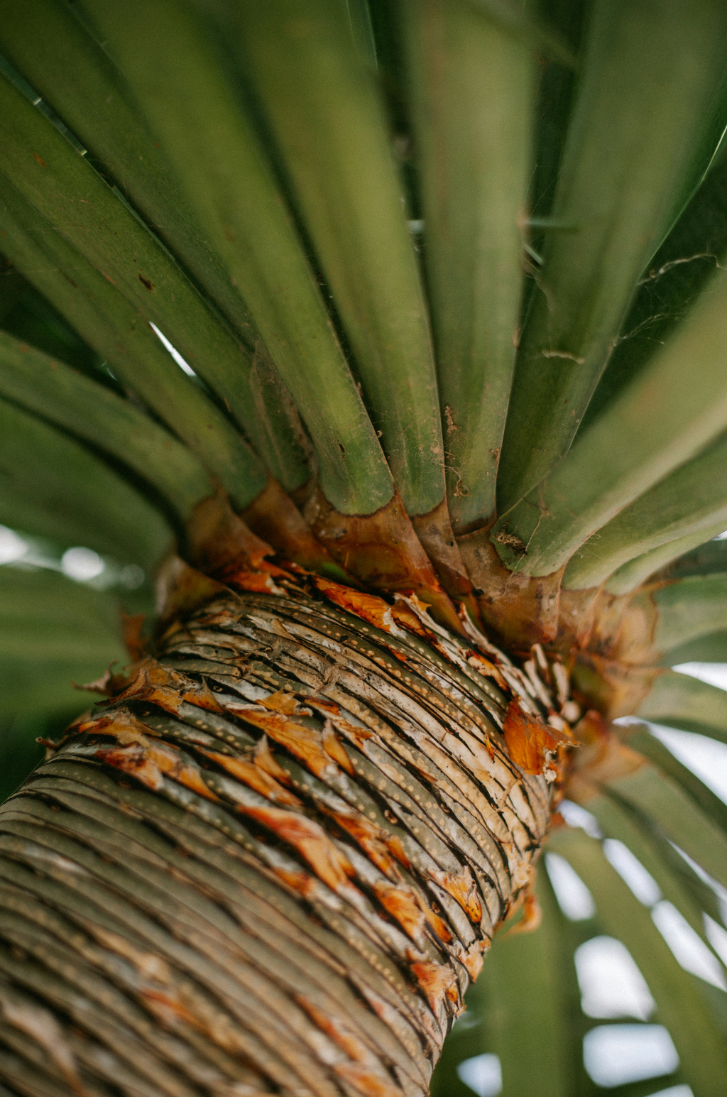 Aromatic Driftwood & Pineapple 12 oz scented candle