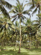 Signature Balinese Coconut 106 ml Shimmer Hair & Body Perfume