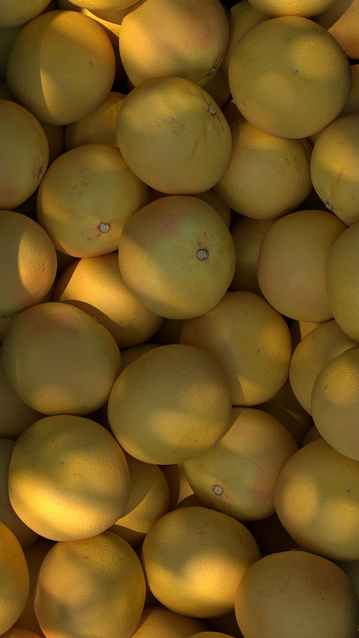 Aromatic Autumn Citrus 12 oz scented candle