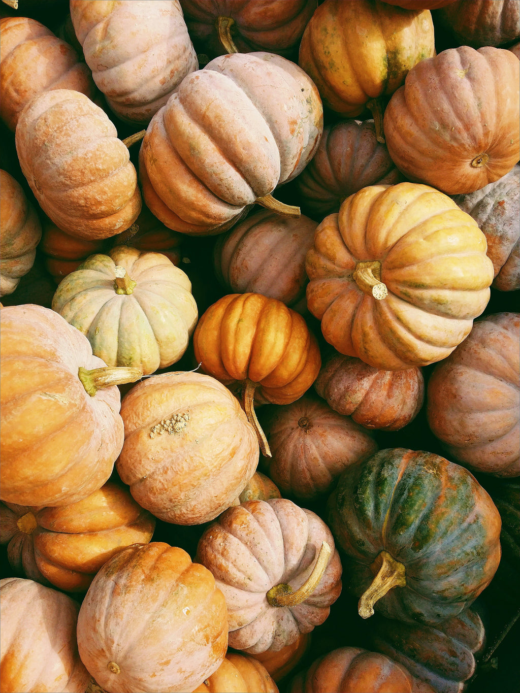 Aromatic Pumpkin Patch 12 oz scented candle