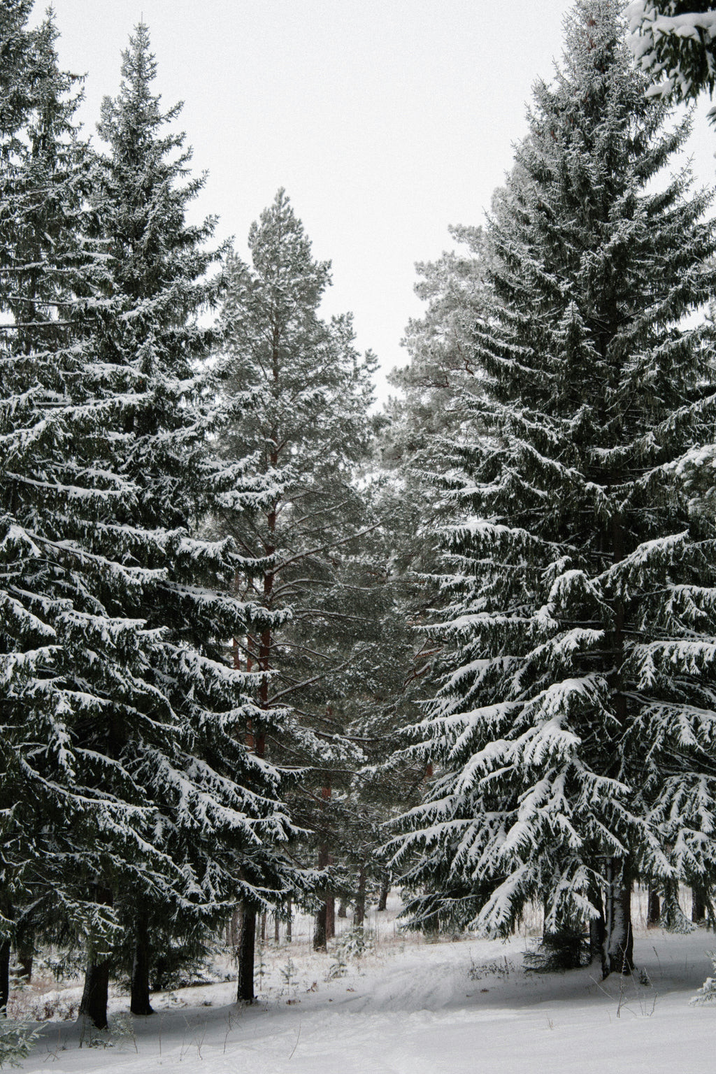 Aromatic Winter Pine 12 oz scented candle