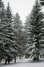 Aromatic Winter Pine 12 oz scented candle