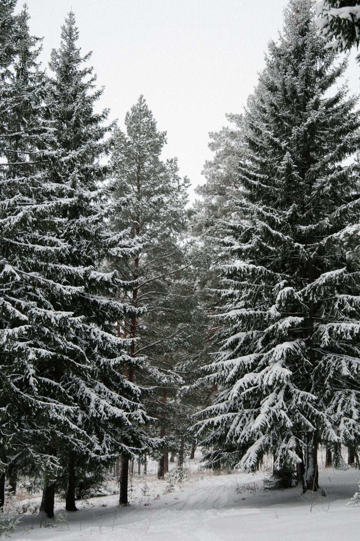 Aromatic Winter Pine 12 oz scented candle